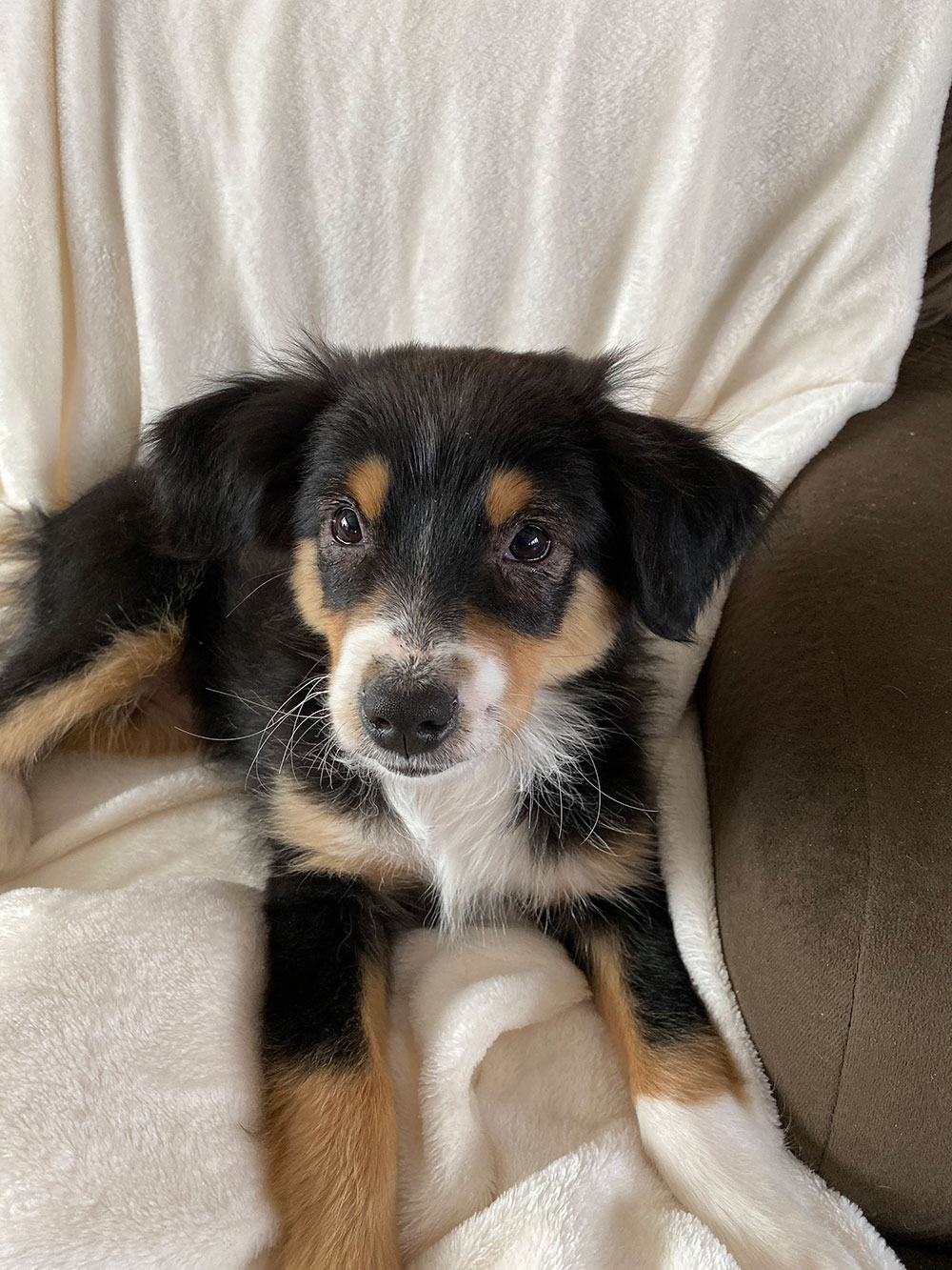 Applewood toy shop australian shepherds