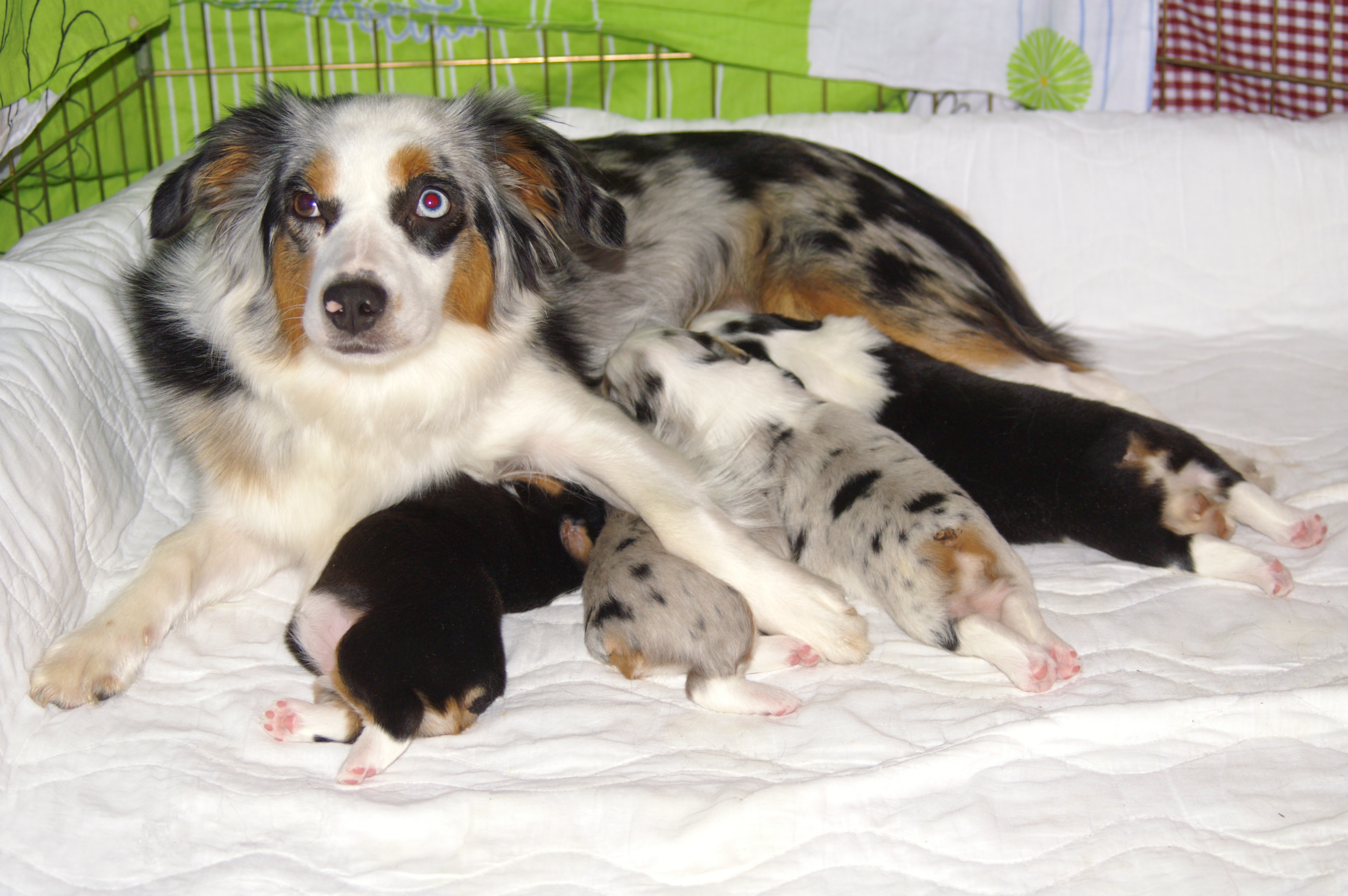 witch's castle miniature american shepherds