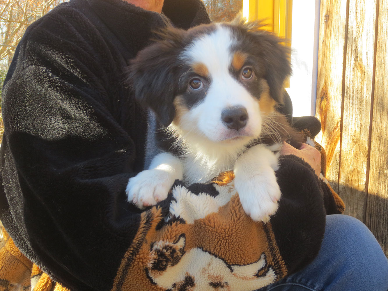 Applewood toy 2025 australian shepherds